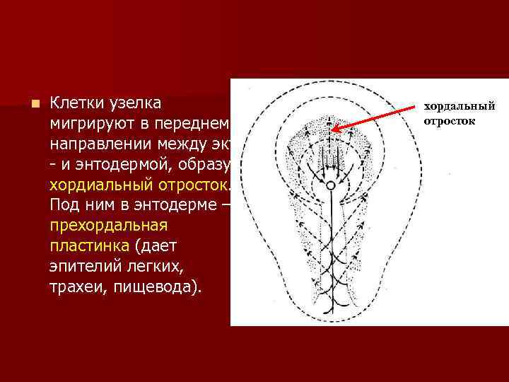 n Клетки узелка мигрируют в переднем направлении между экто - и энтодермой, образуя хордиальный