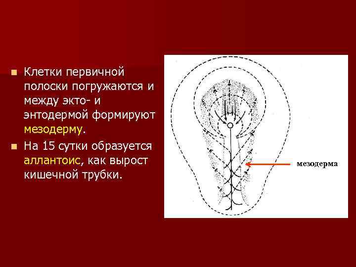 Клетки первичной полоски погружаются и между экто- и энтодермой формируют мезодерму. n На 15