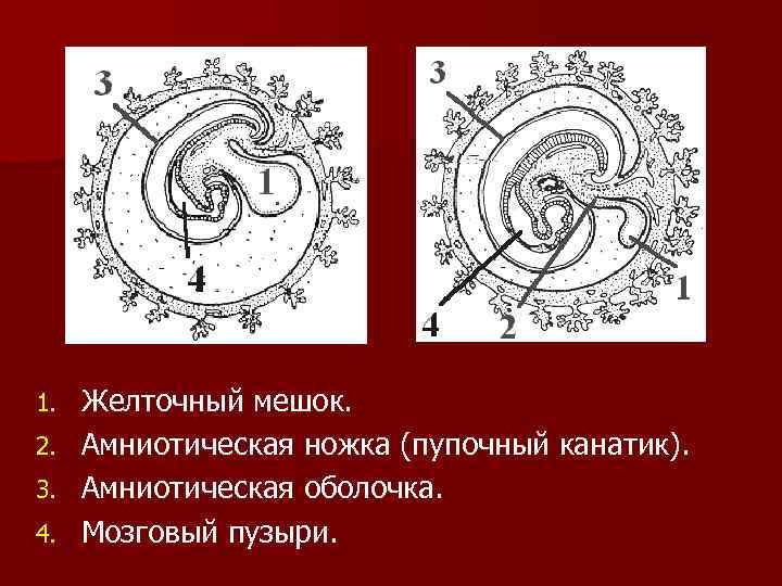 1. 2. 3. 4. Желточный мешок. Амниотическая ножка (пупочный канатик). Амниотическая оболочка. Мозговый пузыри.