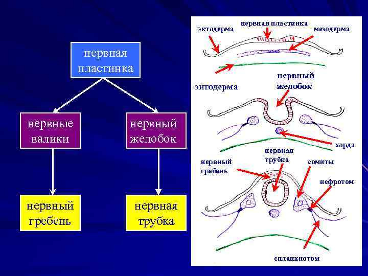 эктодерма нервная пластинка энтодерма нервные валики нервная пластинка мезодерма нервный желобок нервный гребень нервная