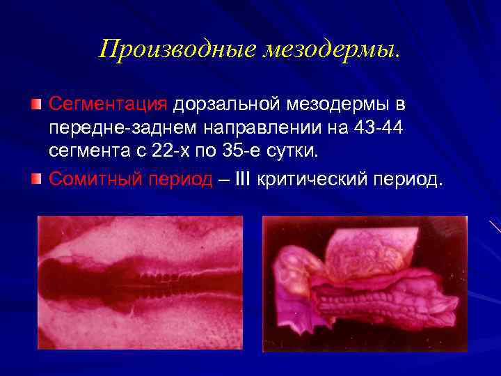 Производные мезодермы. Сегментация дорзальной мезодермы в передне-заднем направлении на 43 -44 сегмента с 22