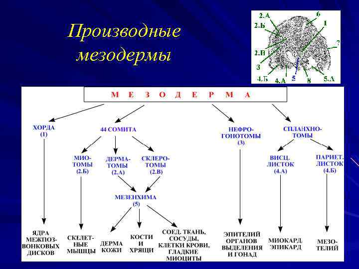 Производные мезодермы 