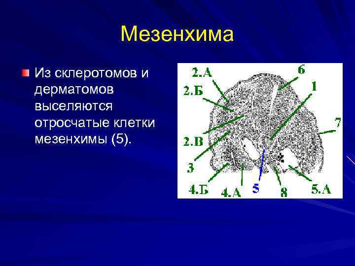 Мезенхима Из склеротомов и дерматомов выселяются отросчатые клетки мезенхимы (5). 