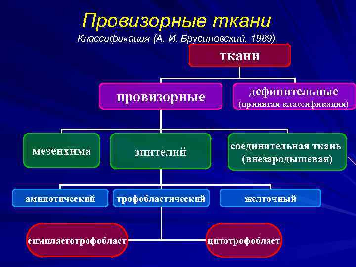 Провизорные ткани Классификация (А. И. Брусиловский, 1989) ткани провизорные мезенхима эпителий амниотический трофобластический симпластотрофобласт