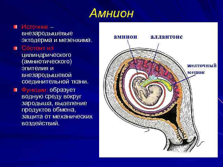 Амнион Источник – внезародышевые эктодерма и мезенхима. Состоит из цилиндрического (амниотического) эпителия и внезародышевой
