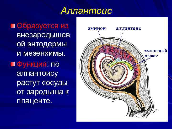 Аллантоис Образуется из внезародышев ой энтодермы и мезенхимы. Функция: по аллантоису растут сосуды от