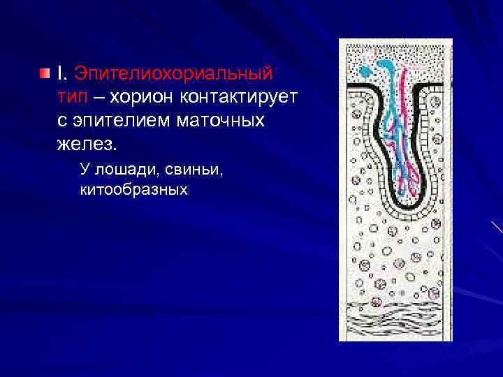 I. Эпителиохориальный тип – хорион контактирует с эпителием маточных желез. У лошади, свиньи, китообразных