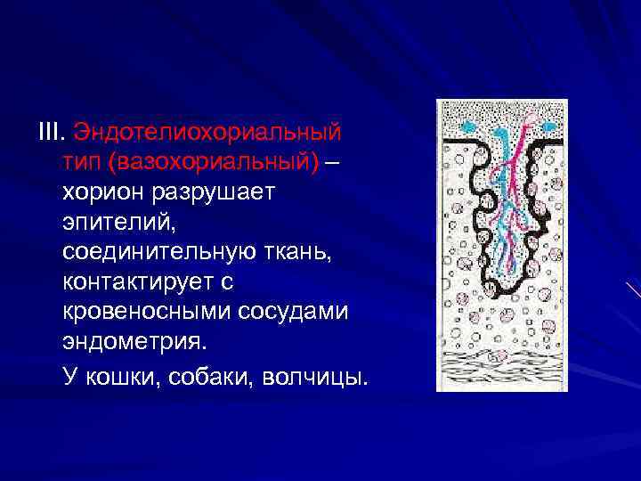 III. Эндотелиохориальный тип (вазохориальный) – хорион разрушает эпителий, соединительную ткань, контактирует с кровеносными сосудами