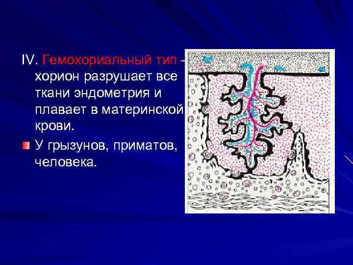 IV. Гемохориальный тип – хорион разрушает все ткани эндометрия и плавает в материнской крови.