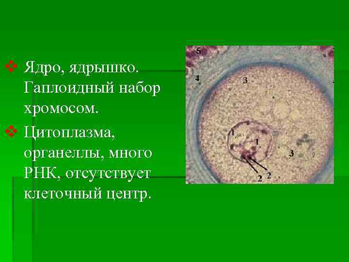 Отсутствие клеток. Ядро отсутствует в клетках. Оформленное ядро отсутствует в клетках. Организмы в клетках которых отсутствует ядро. В организме человека ядро отсутствует в клетках.