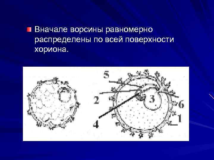 Вначале ворсины равномерно распределены по всей поверхности хориона. 