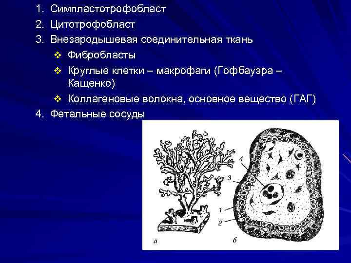 Каким номером на рисунке обозначена внезародышевая запасающая ткань