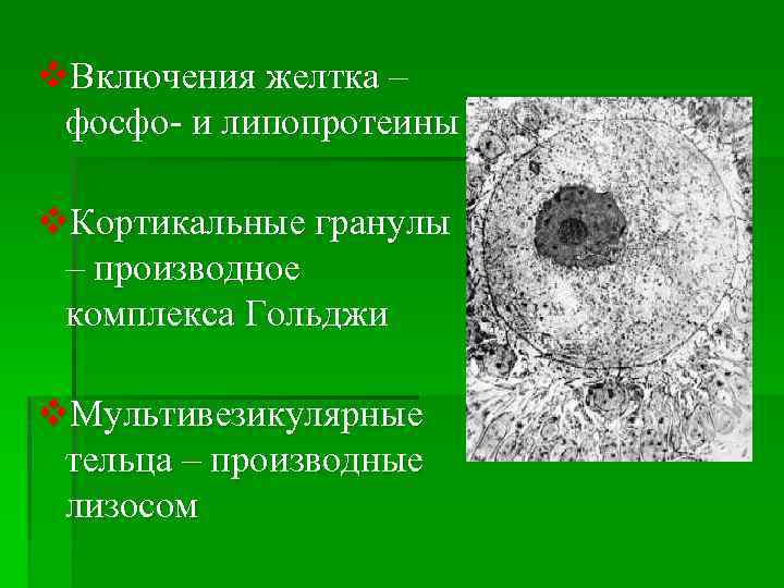 v. Включения желтка – фосфо- и липопротеины v. Кортикальные гранулы – производное комплекса Гольджи