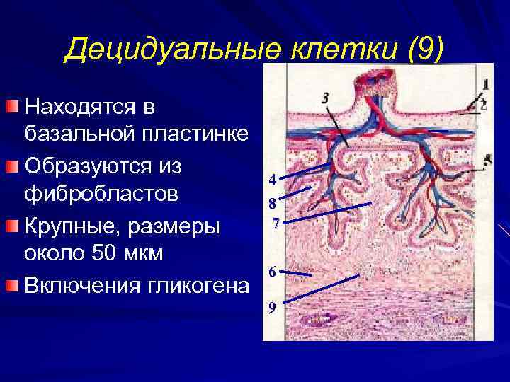 Децидуальные клетки (9) Находятся в базальной пластинке Образуются из фибробластов Крупные, размеры около 50