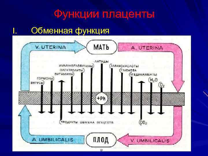 Функции плаценты I. Обменная функция 