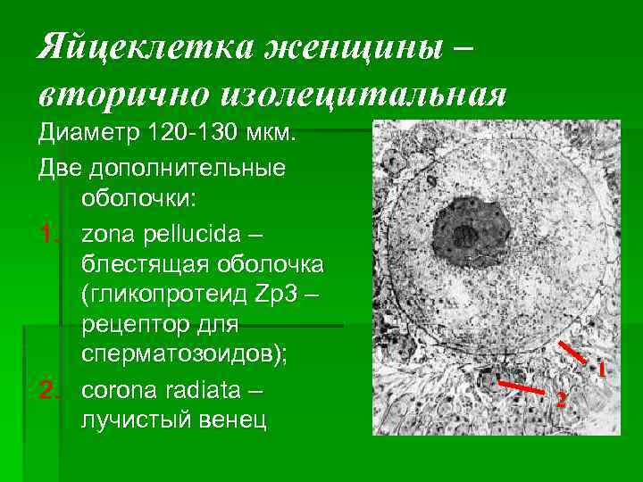 Яйцеклетка женщины – вторично изолецитальная Диаметр 120 -130 мкм. Две дополнительные оболочки: 1. zona