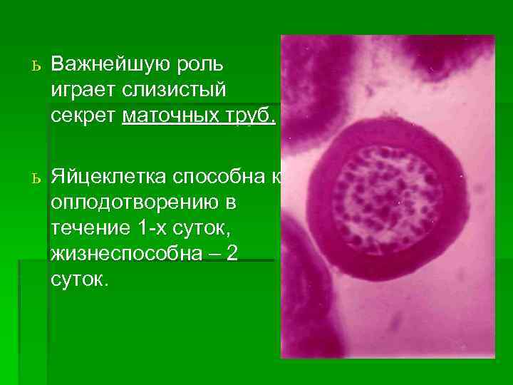 ь Важнейшую роль играет слизистый секрет маточных труб. ь Яйцеклетка способна к оплодотворению в