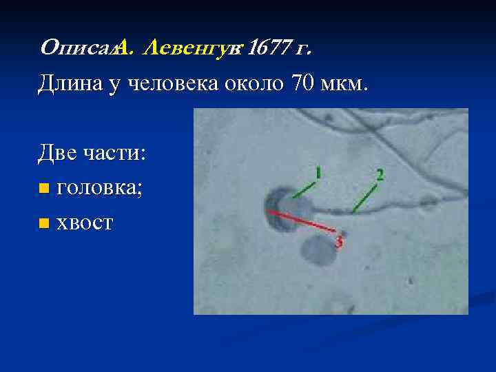 Описал Левенгук 1677 г. А. в Длина у человека около 70 мкм. Две части: