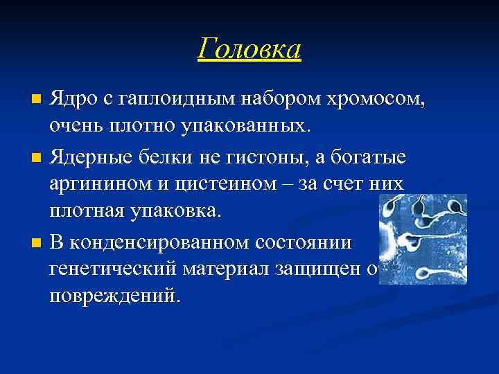 Головка Ядро с гаплоидным набором хромосом, очень плотно упакованных. n Ядерные белки не гистоны,