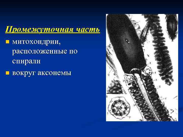 Промежуточная часть митохондрии, расположенные по спирали n вокруг аксонемы n 