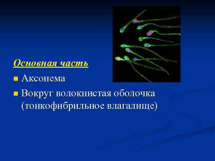 Основная часть n Аксонема n Вокруг волокнистая оболочка (тонкофибрильное влагалище) 