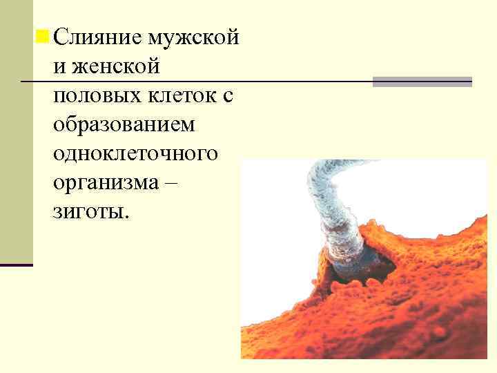 n Слияние мужской и женской половых клеток с образованием одноклеточного организма – зиготы. 