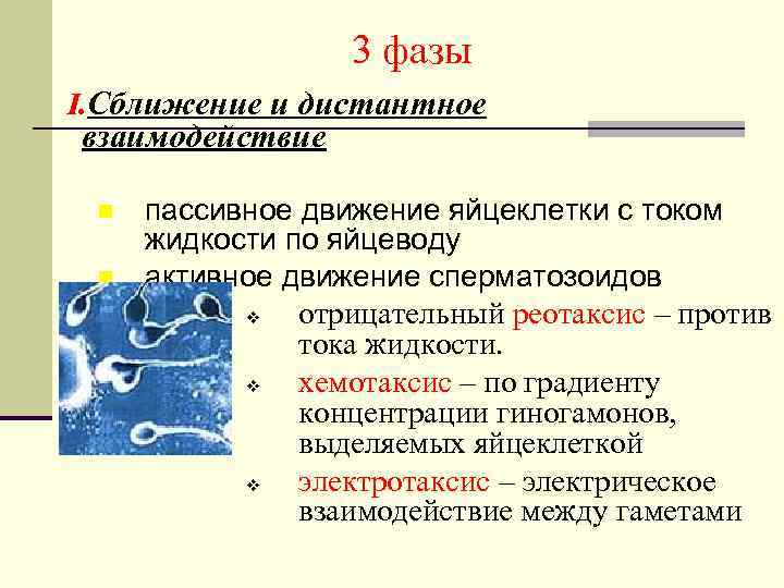 3 фазы I. Сближение и дистантное взаимодействие n n пассивное движение яйцеклетки с током