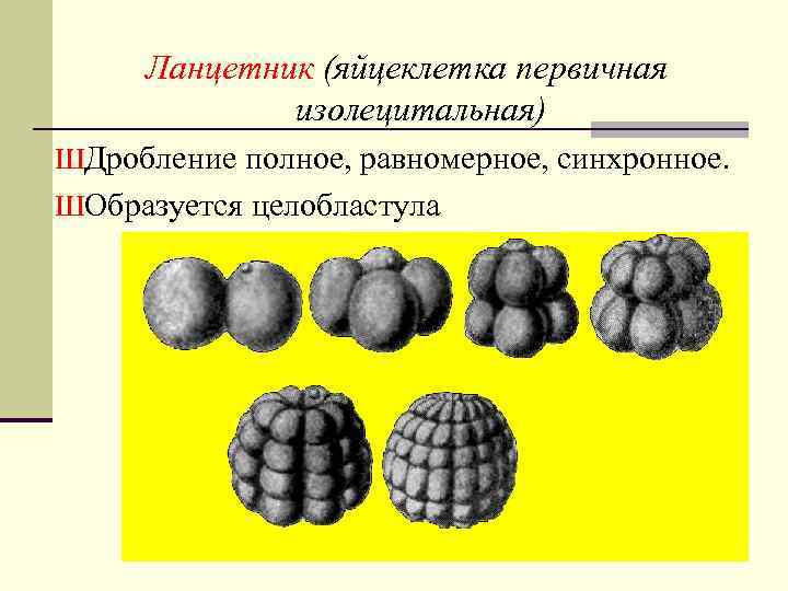 Ланцетник (яйцеклетка первичная изолецитальная) ШДробление полное, равномерное, синхронное. ШОбразуется целобластула 