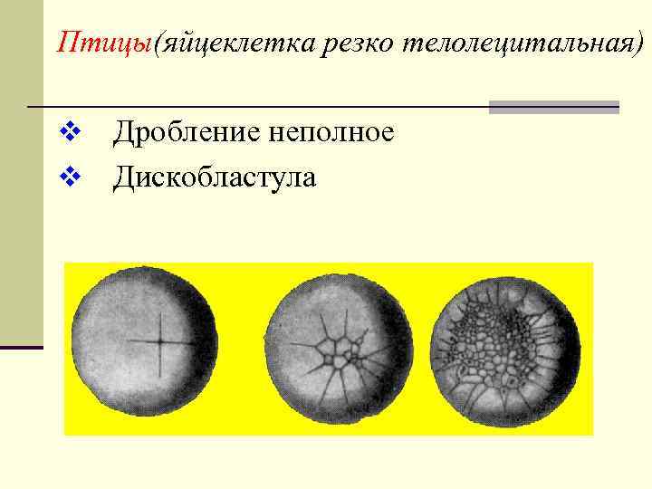 Птицы(яйцеклетка резко телолецитальная) Дробление неполное v Дискобластула v 