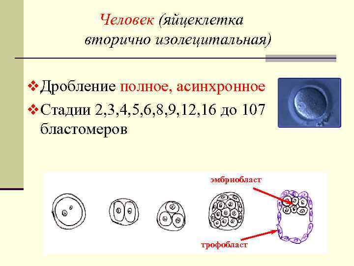 Типы яйцеклеток. Первичная и вторичная изолецитальная яйцеклетка. Вторично изолецитальная яйцеклетка. Изолецитальная яйцеклетка. Первично и вторично изолецитальные яйцеклетки.