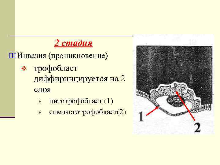 2 стадия Ш Инвазия (проникновение) v трофобласт диффиринцируется на 2 слоя ь ь цитотрофобласт