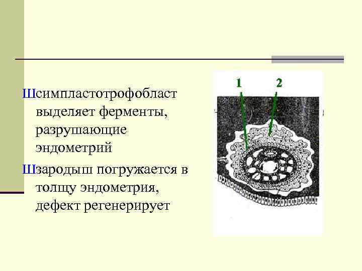 Шсимпластотрофобласт выделяет ферменты, разрушающие эндометрий Шзародыш погружается в толщу эндометрия, дефект регенерирует 1 2