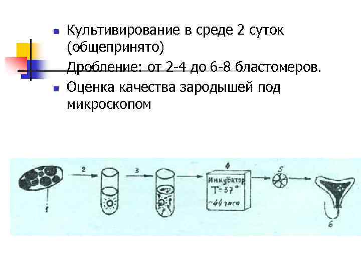 n n Культивирование в среде 2 суток (общепринято) Дробление: от 2 -4 до 6