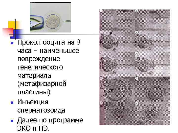 n n n Прокол ооцита на 3 часа – наименьшее повреждение генетического материала (метафизарной