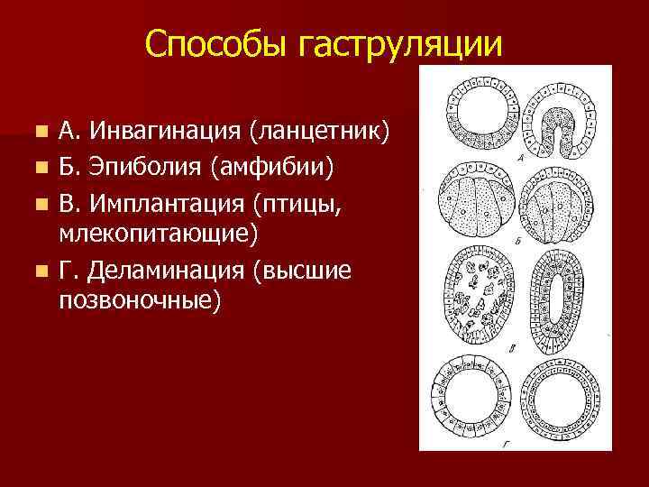 Гаструляция иммиграция рисунок