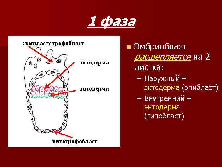 1 фаза симпластотрофобласт эктодерма энтодерма цитотрофобласт n Эмбриобласт расщепляется на 2 листка: – Наружный