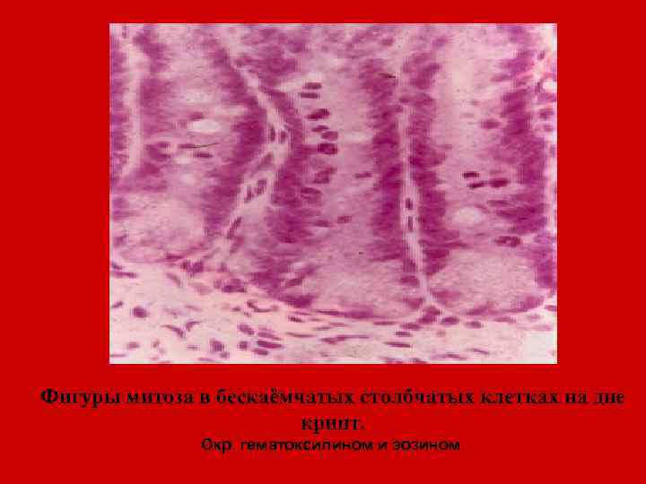 Фигуры митоза в бескаёмчатых столбчатых клетках на дне крипт. Окр. гематоксилином и эозином. 