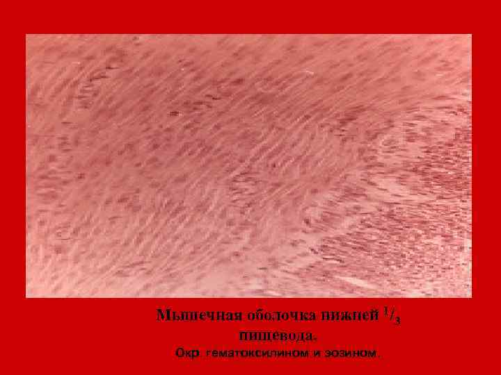 Мышечная оболочка нижней 1/3 пищевода. Окр. гематоксилином и эозином. 