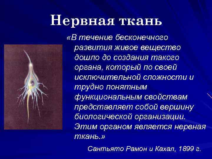 Органы нервной ткани. Нервная ткань презентация. Нервная ткань расположение в организме. Нервная ткань человека кратко. Нервная ткань вывод.