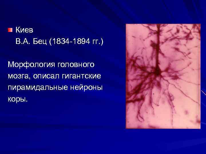 Киев В. А. Бец (1834 -1894 гг. ) Морфология головного мозга, описал гигантские пирамидальные