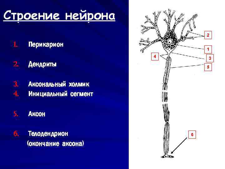 Какой цифрой на рисунке обозначен аксон ответ