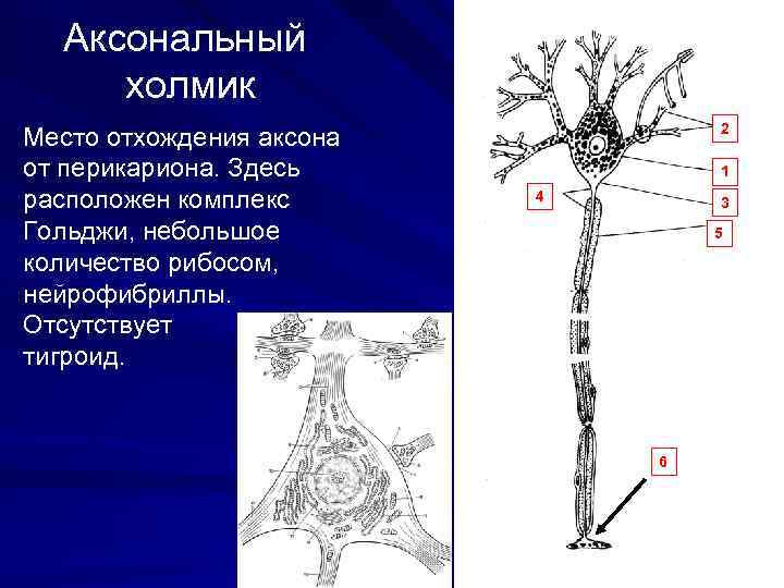 Аксональный холмик Место отхождения аксона от перикариона. Здесь расположен комплекс Гольджи, небольшое количество рибосом,