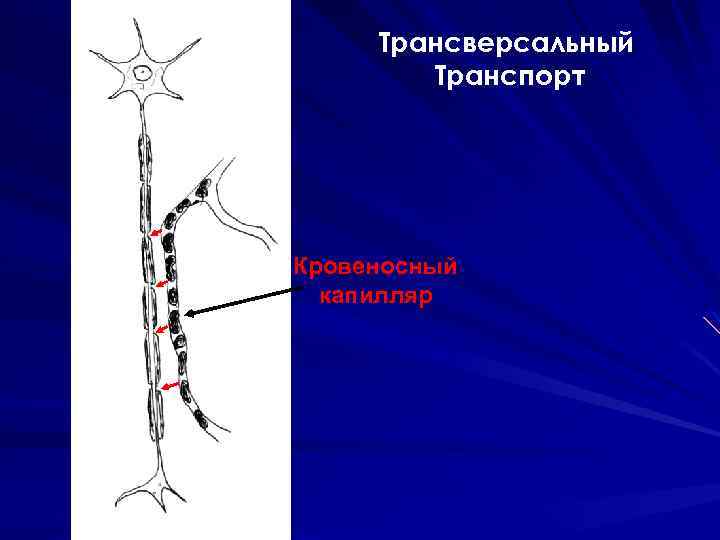 Трансверсальный Транспорт Кровеносный капилляр 