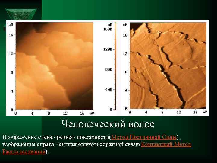Человеческий волос Изображение слева - рельеф поверхности(Метод Постоянной Силы), изображение справа - сигнал ошибки