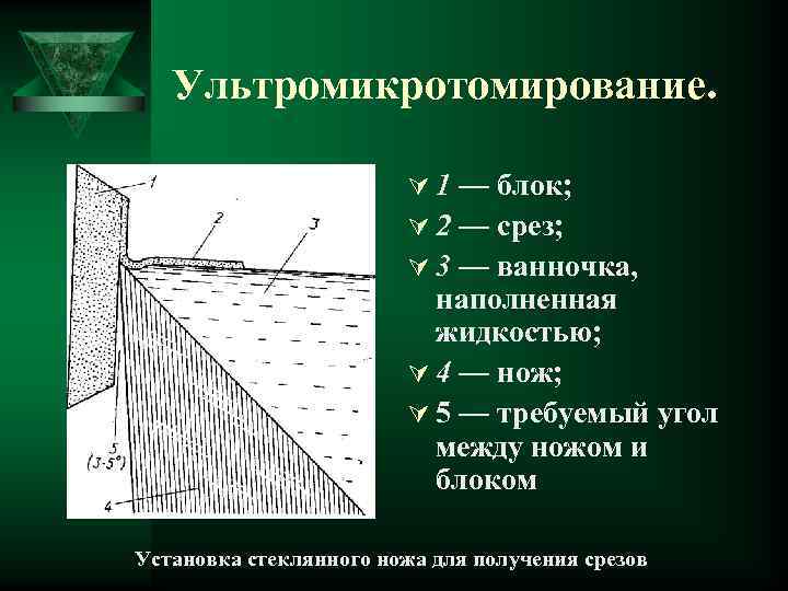 Ультромикротомирование. Ú 1 — блок; Ú 2 — срез; Ú 3 — ванночка, наполненная