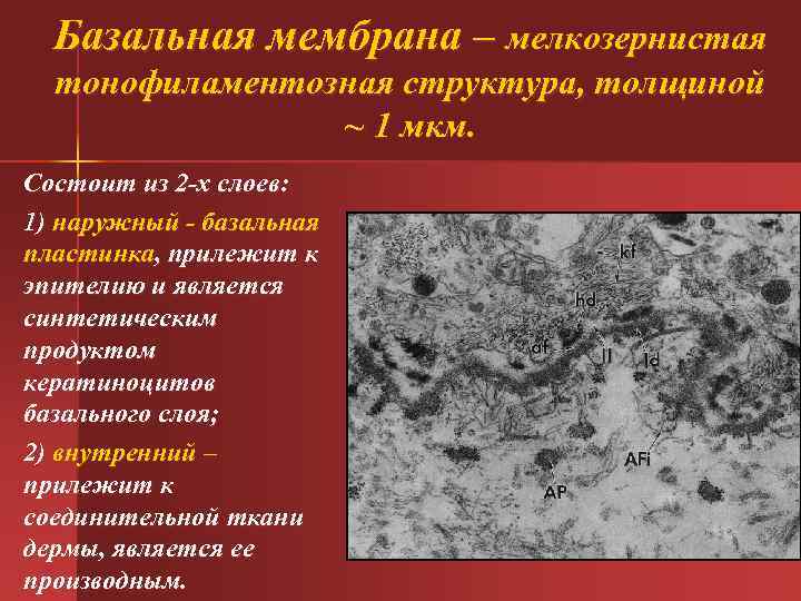 Базальная мембрана – мелкозернистая тонофиламентозная структура, толщиной ~ 1 мкм. Состоит из 2 -х