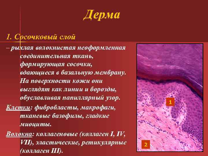 Дерма 1. Сосочковый слой – рыхлая волокнистая неоформленная соединительная ткань, формирующая сосочки, вдающиеся в