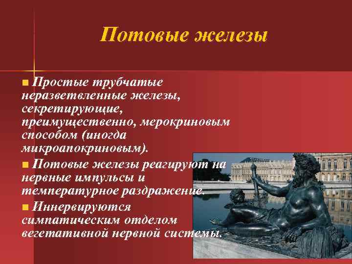 Потовые железы Простые трубчатые неразветвленные железы, секретирующие, преимущественно, мерокриновым способом (иногда микроапокриновым). n Потовые