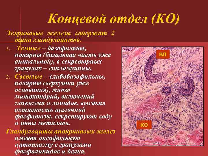 Концевой отдел (КО) Эккриновые железы содержат 2 типа гландулоцитов. 1. Темные – базофильны, полярны
