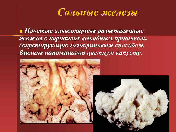 Сальные железы Простые альвеолярные разветвленные железы с коротким выводным протоком, секретирующие голокриновым способом. Внешне